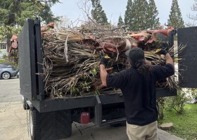 Worker loading palm branches and yard debris into a junk truck in Sacramento Worker loading palm branches and yard debris into a junk truck in Sacramento